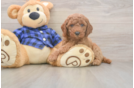 Mini Goldendoodle Puppy for Adoption