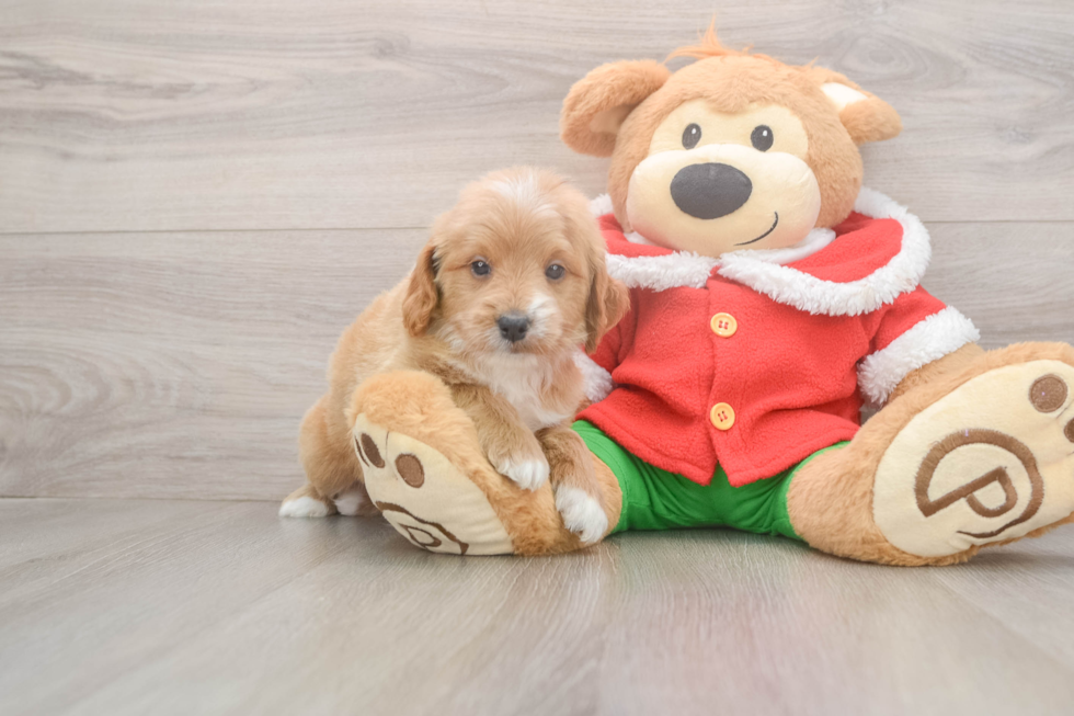 Best Mini Goldendoodle Baby