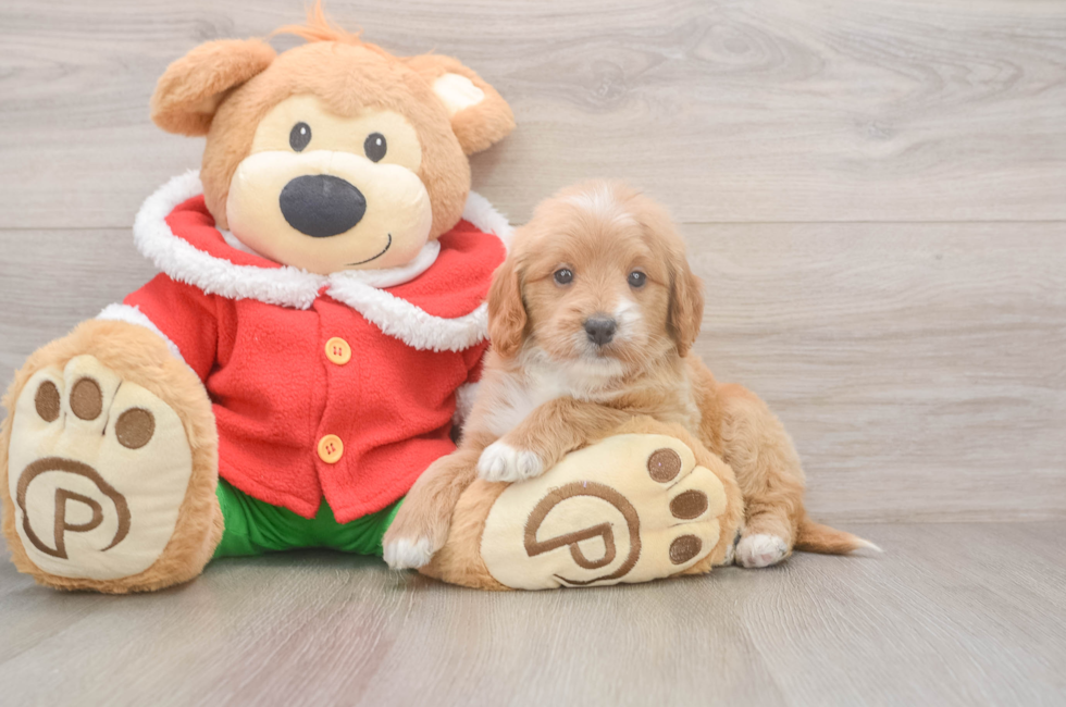 5 week old Mini Goldendoodle Puppy For Sale - Lone Star Pups