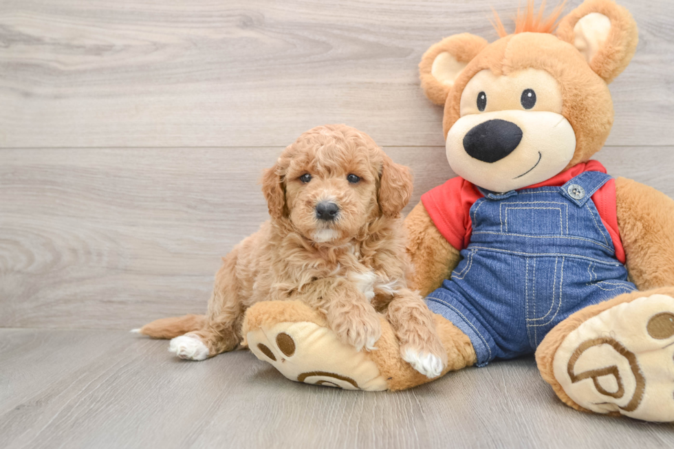 Smart Mini Goldendoodle Poodle Mix Pup