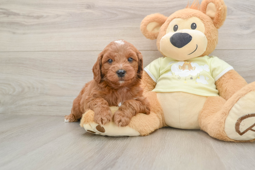 Mini Goldendoodle Pup Being Cute
