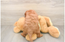 Friendly Mini Goldendoodle Baby