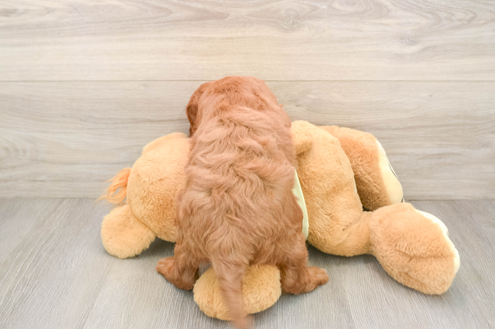Friendly Mini Goldendoodle Baby