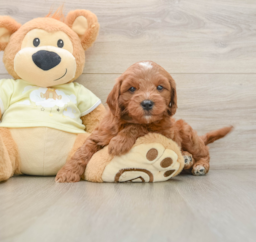 7 week old Mini Goldendoodle Puppy For Sale - Lone Star Pups
