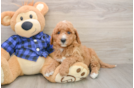 Best Mini Goldendoodle Baby