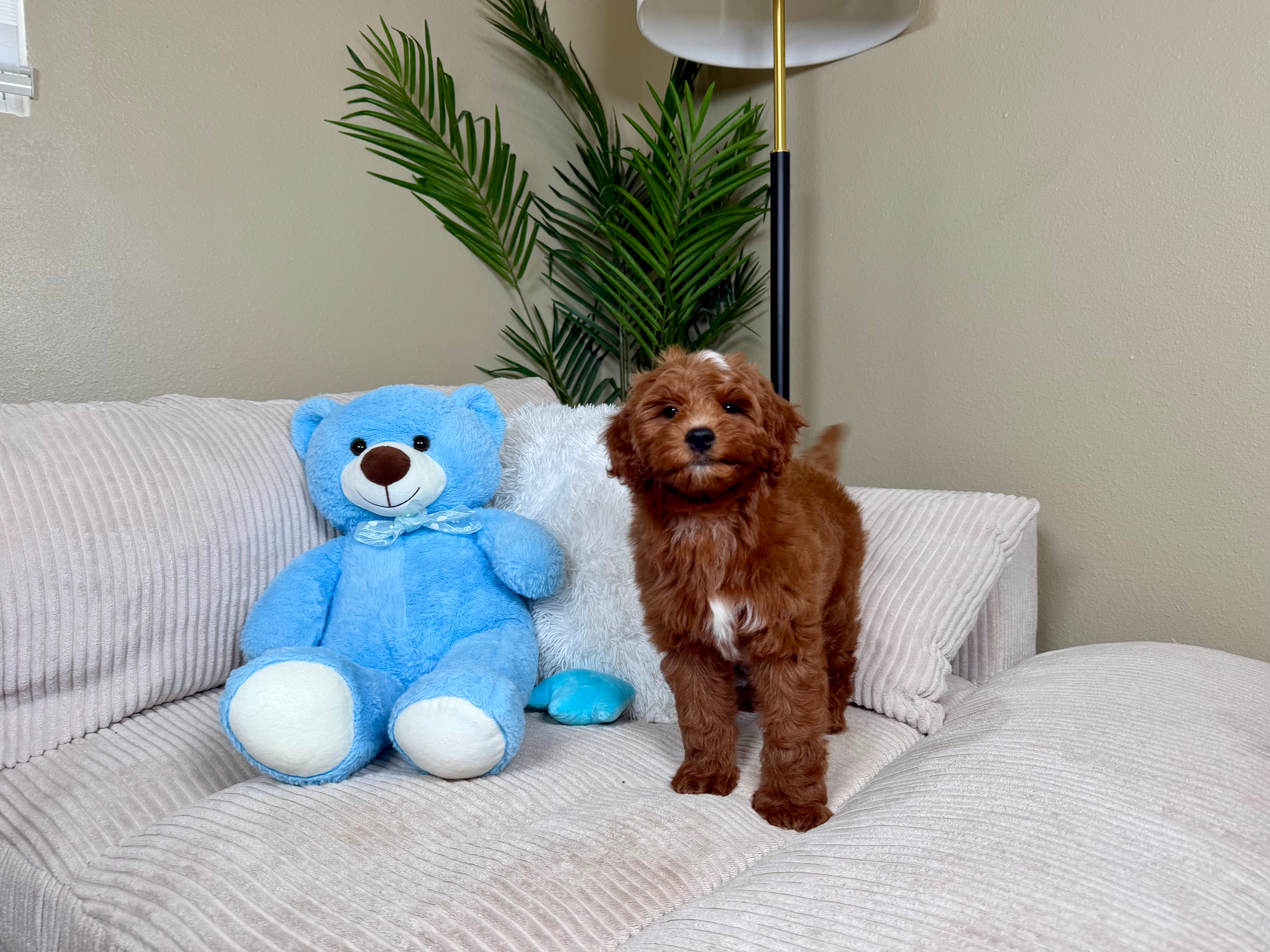 Mini Goldendoodle Pup Being Cute