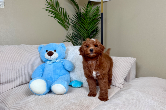 Mini Goldendoodle Pup Being Cute