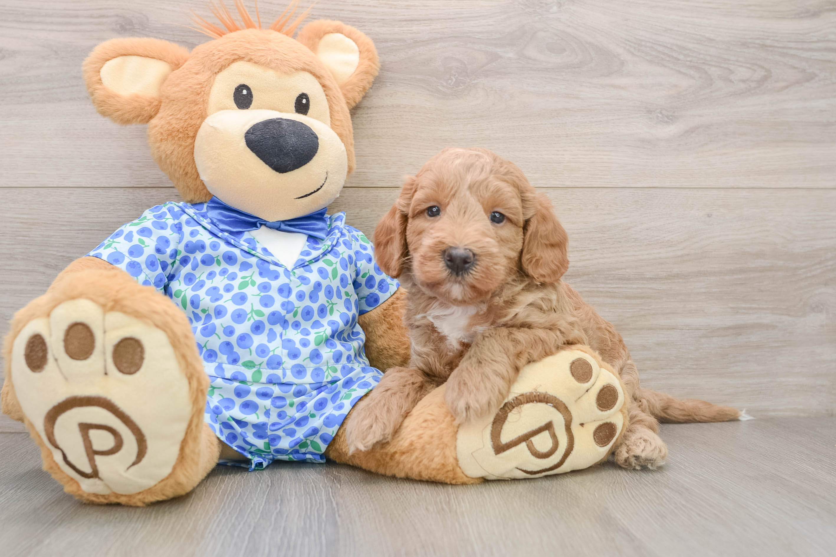 Mini Goldendoodle Pup Being Cute