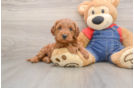 Best Mini Goldendoodle Baby