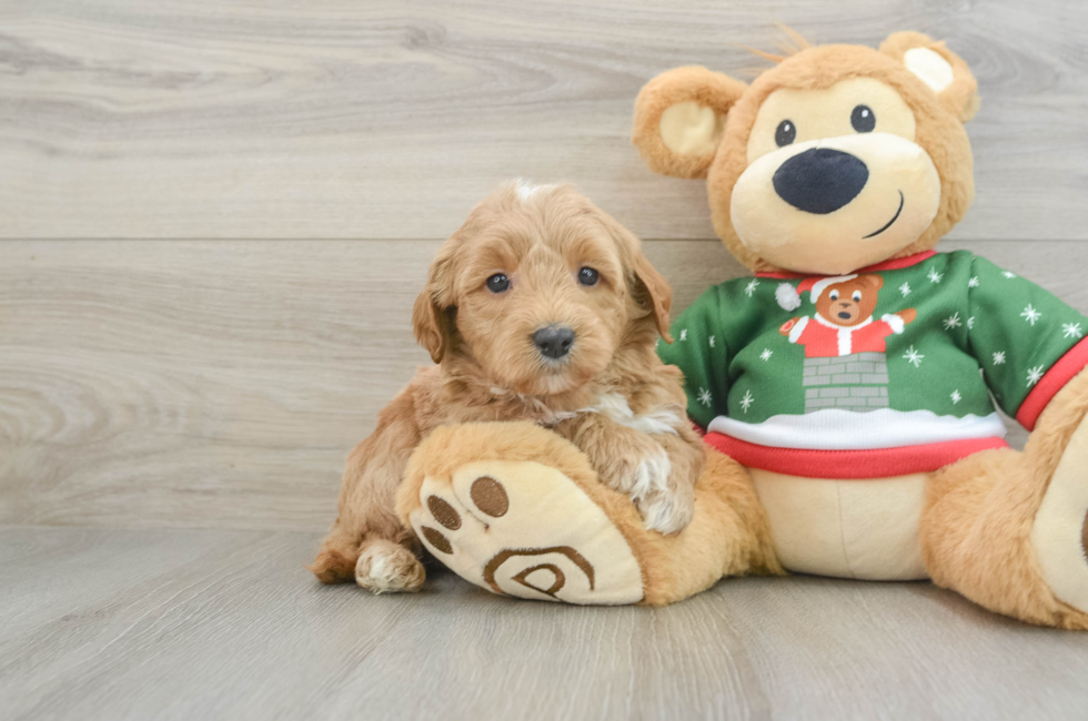 6 week old Mini Goldendoodle Puppy For Sale - Lone Star Pups