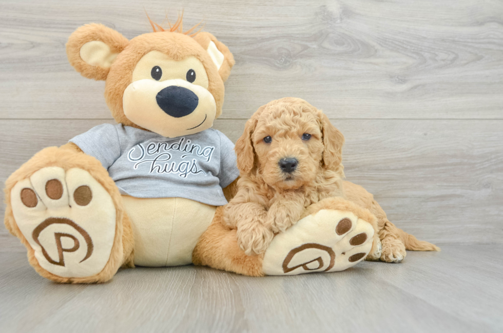 5 week old Mini Goldendoodle Puppy For Sale - Lone Star Pups