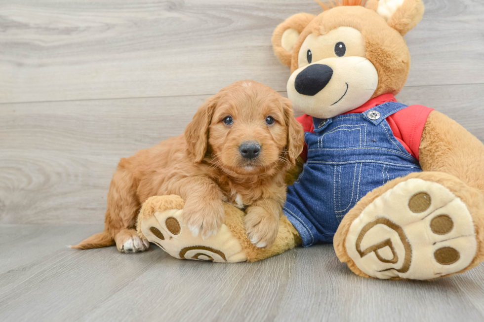 Mini Goldendoodle Pup Being Cute