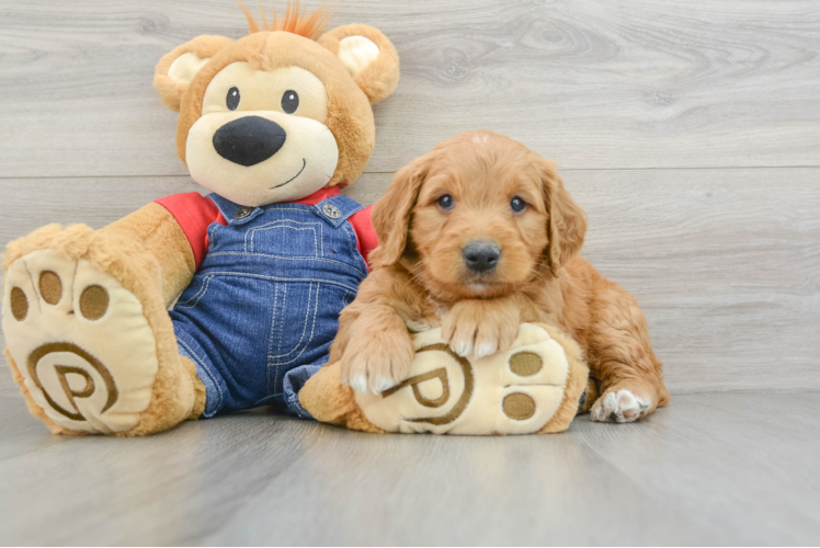 Smart Mini Goldendoodle Poodle Mix Pup