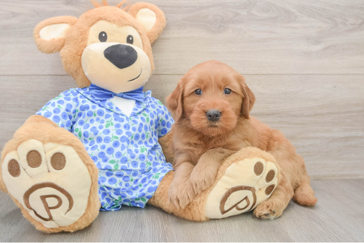 Petite Mini Goldendoodle Poodle Mix Pup
