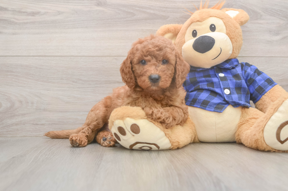 6 week old Mini Goldendoodle Puppy For Sale - Lone Star Pups