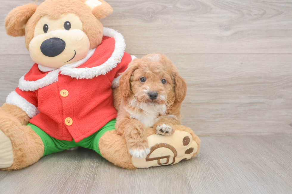 5 week old Mini Goldendoodle Puppy For Sale - Lone Star Pups