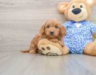 7 week old Mini Goldendoodle Puppy For Sale - Lone Star Pups