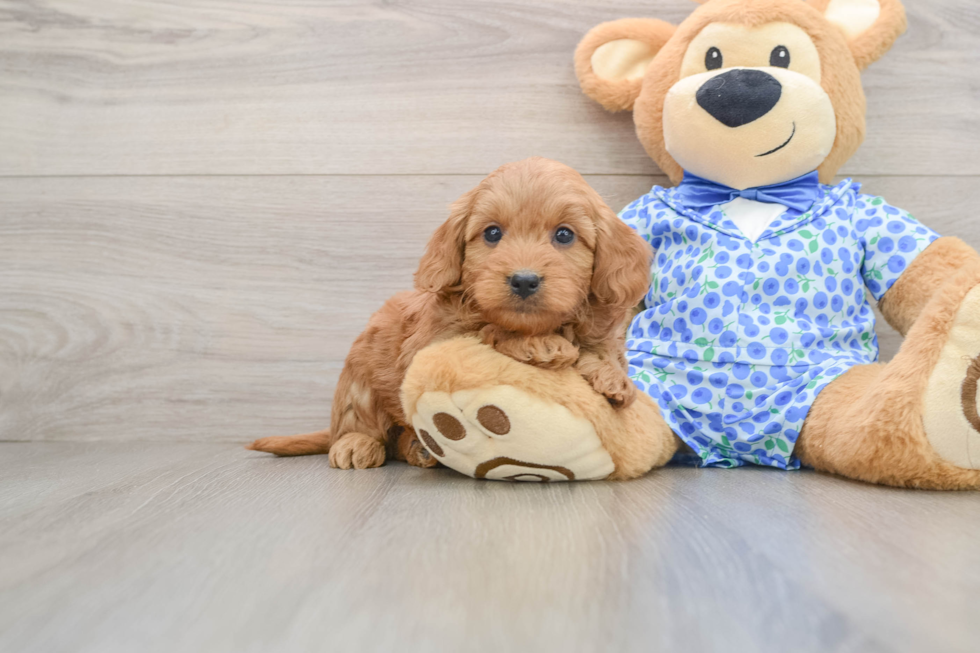 Popular Mini Goldendoodle Poodle Mix Pup