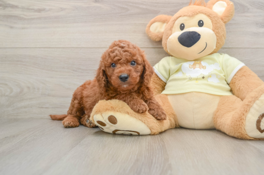 Mini Goldendoodle Puppy for Adoption