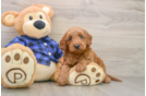 Energetic Golden Doodle Poodle Mix Puppy