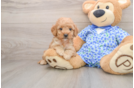 Happy Mini Goldendoodle Baby