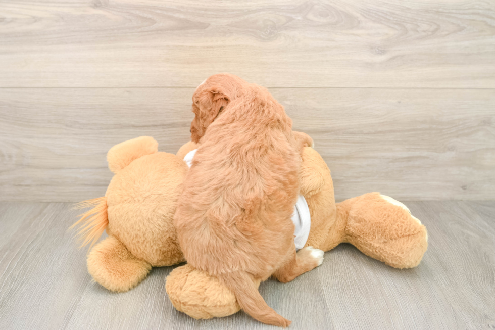Energetic Golden Doodle Poodle Mix Puppy