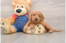 Petite Mini Goldendoodle Poodle Mix Pup