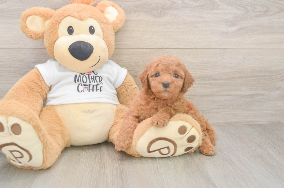 5 week old Mini Goldendoodle Puppy For Sale - Lone Star Pups