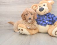 6 week old Mini Goldendoodle Puppy For Sale - Lone Star Pups