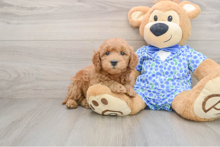 Best Mini Goldendoodle Baby