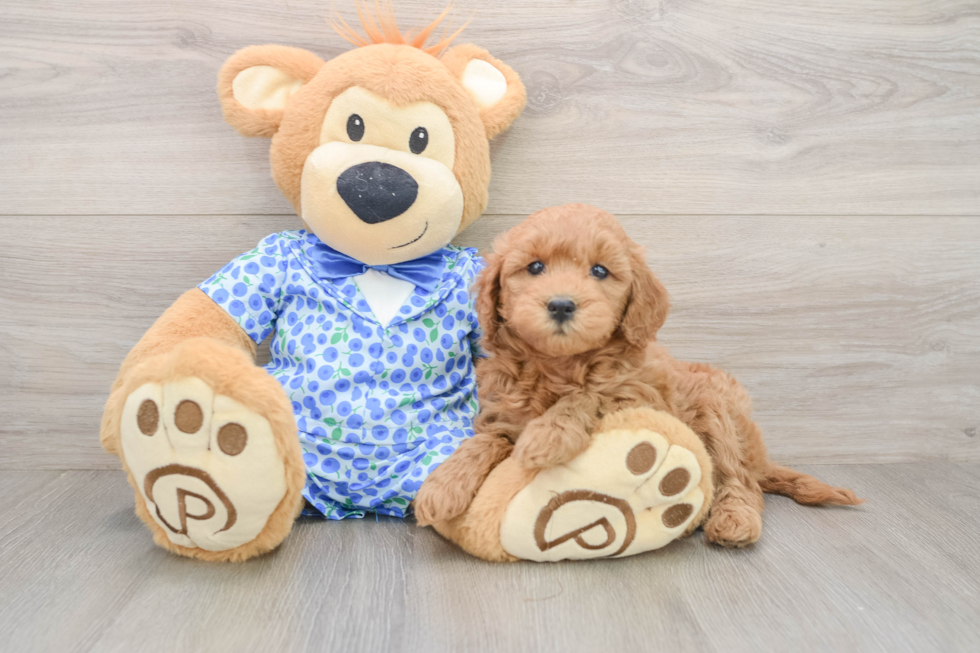 Energetic Golden Doodle Poodle Mix Puppy