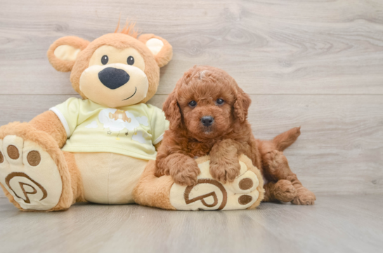 Sweet Mini Goldendoodle Baby