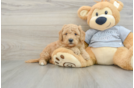 Friendly Mini Goldendoodle Baby