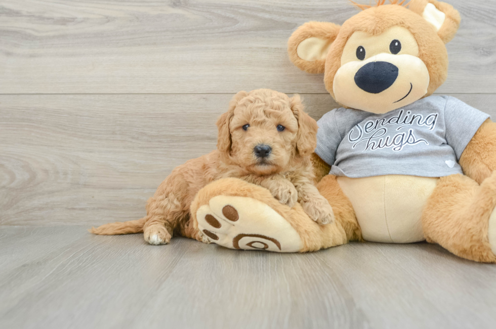 5 week old Mini Goldendoodle Puppy For Sale - Lone Star Pups