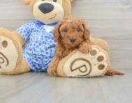 7 week old Mini Goldendoodle Puppy For Sale - Lone Star Pups