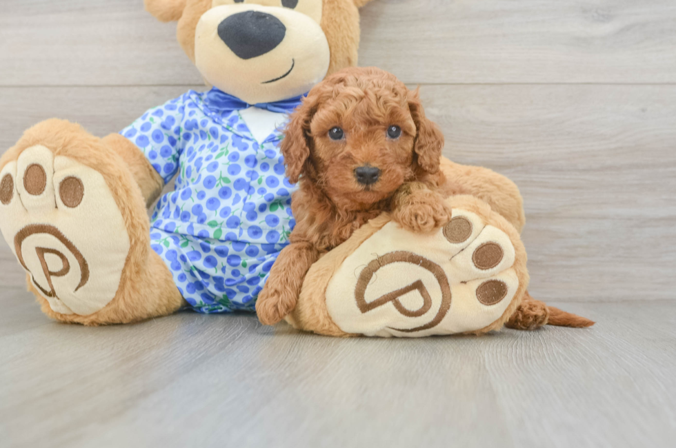 6 week old Mini Goldendoodle Puppy For Sale - Lone Star Pups