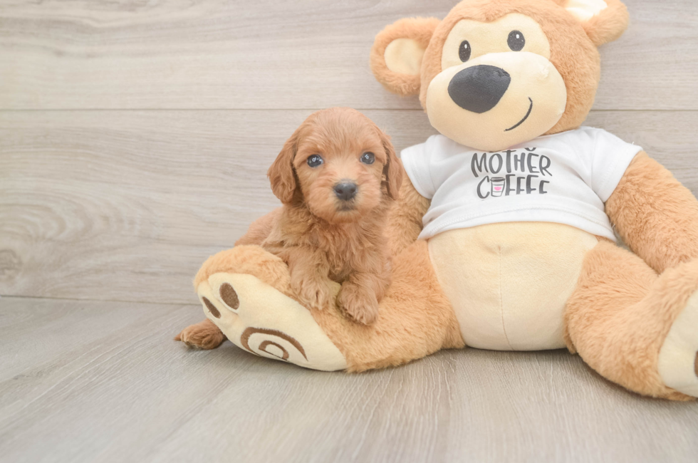 5 week old Mini Goldendoodle Puppy For Sale - Lone Star Pups