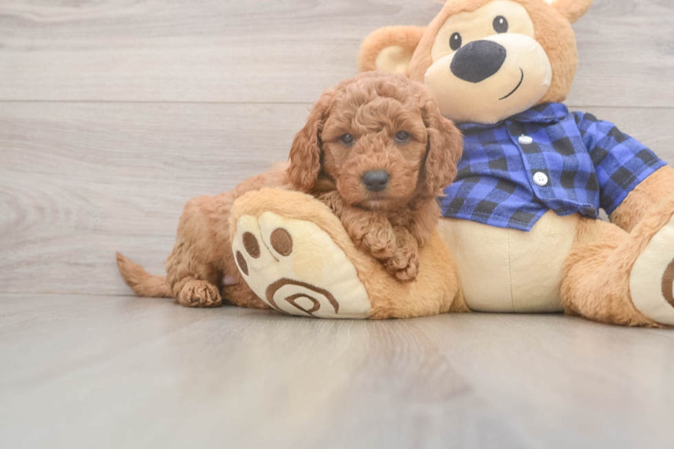 Energetic Golden Doodle Poodle Mix Puppy
