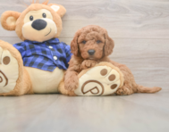 6 week old Mini Goldendoodle Puppy For Sale - Lone Star Pups