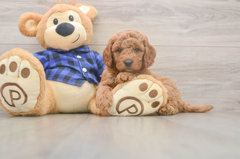 6 week old Mini Goldendoodle Puppy For Sale - Lone Star Pups