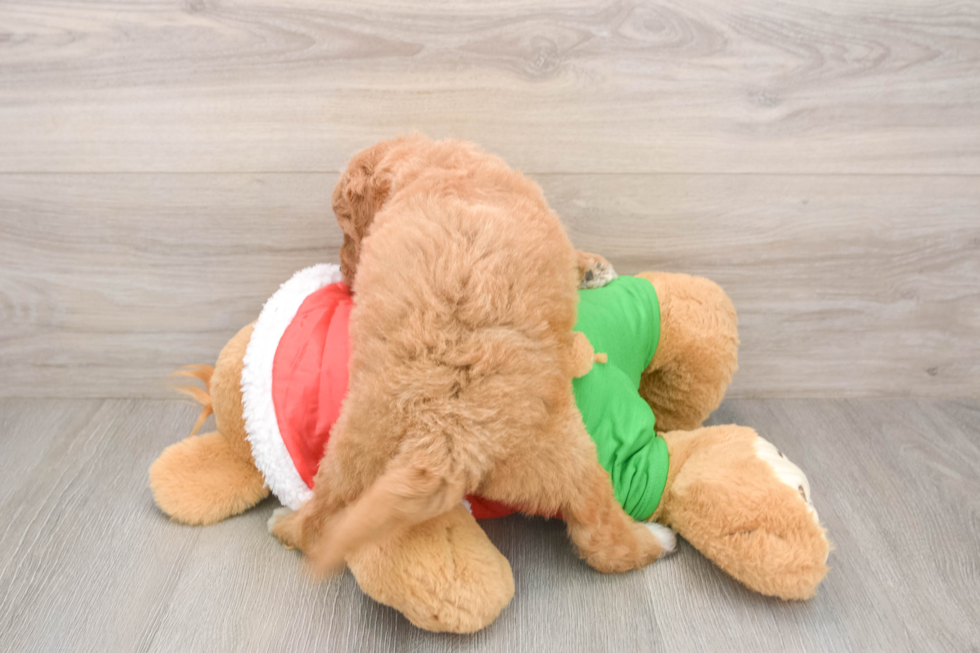 Fluffy Mini Goldendoodle Poodle Mix Pup