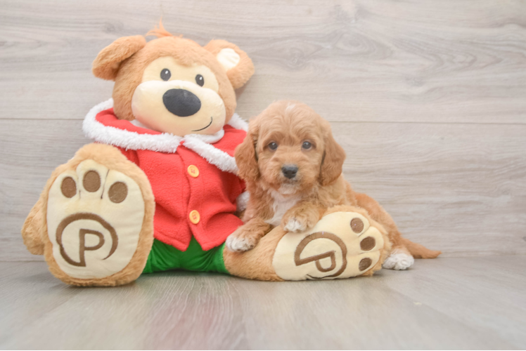 Mini Goldendoodle Pup Being Cute