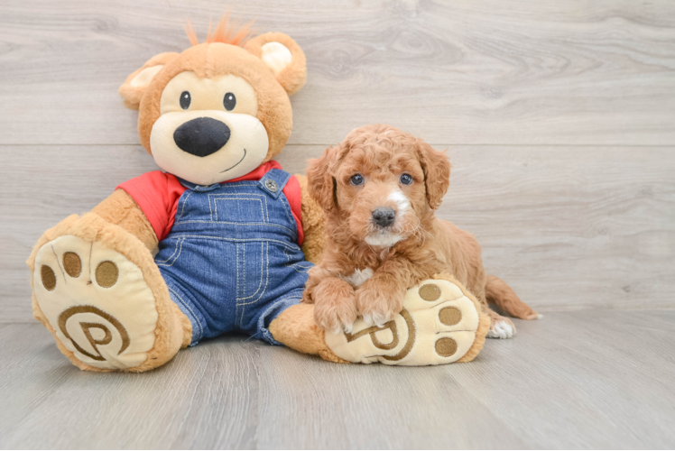 Petite Mini Goldendoodle Poodle Mix Pup