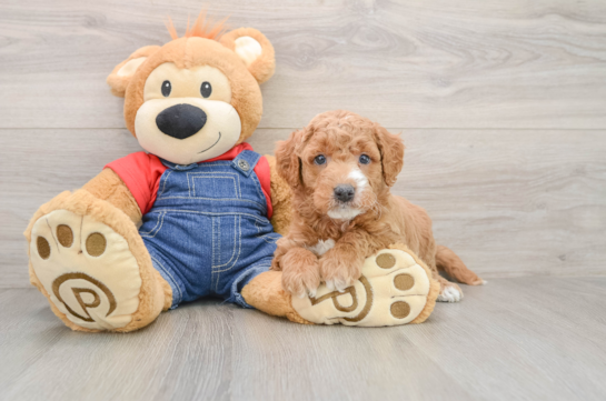 Petite Mini Goldendoodle Poodle Mix Pup