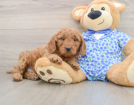 7 week old Mini Goldendoodle Puppy For Sale - Lone Star Pups