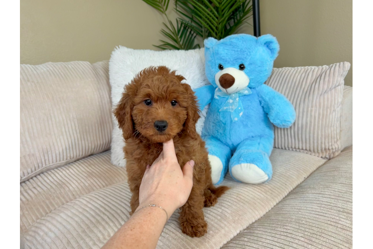 Cute Mini Goldendoodle Poodle Mix Pup