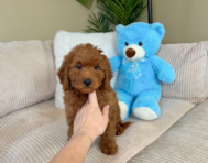 9 week old Mini Goldendoodle Puppy For Sale - Lone Star Pups