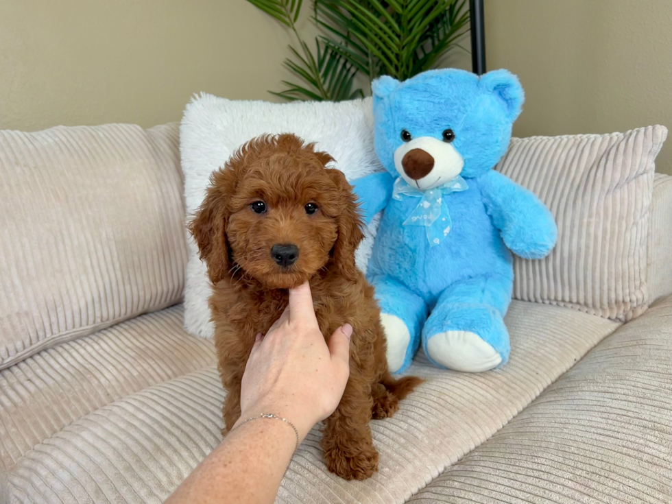 Cute Mini Goldendoodle Poodle Mix Pup