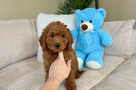 Cute Mini Goldendoodle Poodle Mix Pup