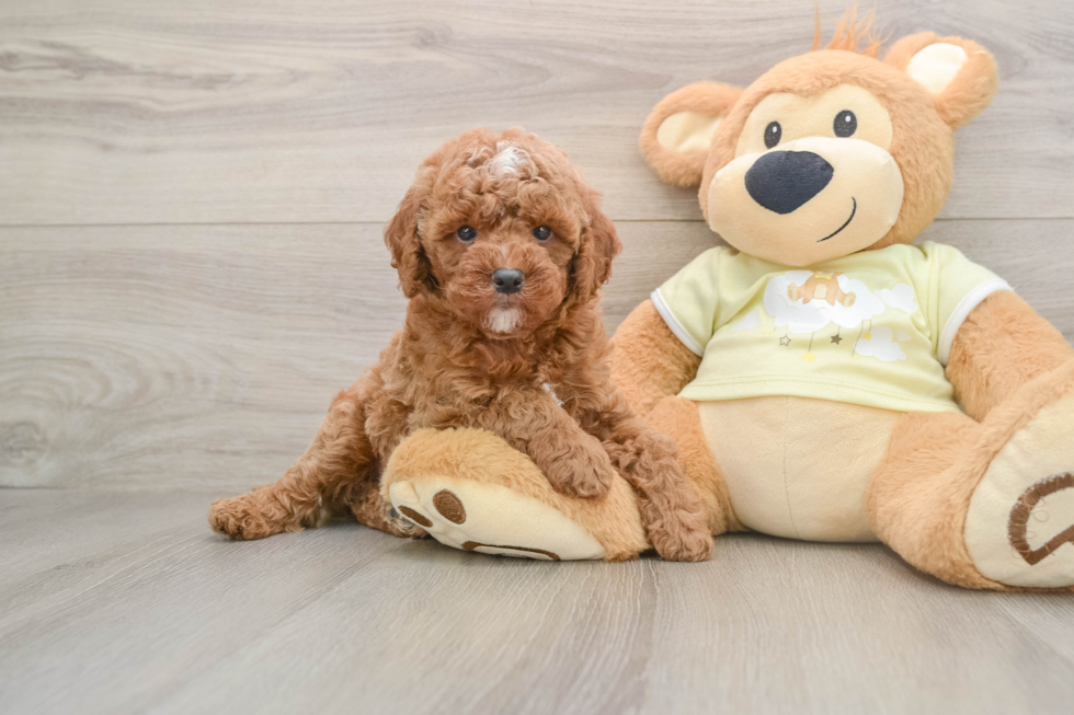 Little Mini Goldenpoo Poodle Mix Puppy